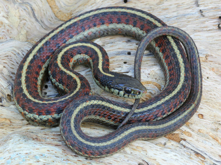 Coast Garter Snake